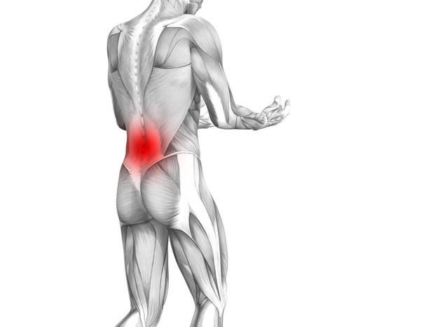 Käsitteellinen takaisin ihmisen anatomia punaisella kuumalla paikalla niveltulehdus nivelkipu tai selkärangan terveydenhuollon hoito tai urheilu lihasten käsitteitä. 3D-kuva mies niveltulehdus tai luun kipeä osteoporoosi tauti
 - Valokuva, kuva
