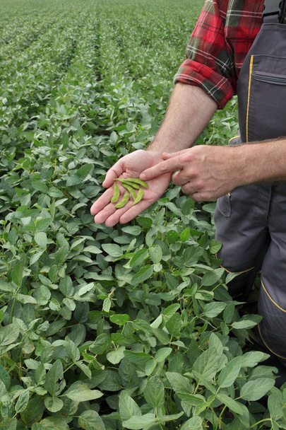Farmer or agronomist examining green soybean crop and plant in field - Foto, Bild
