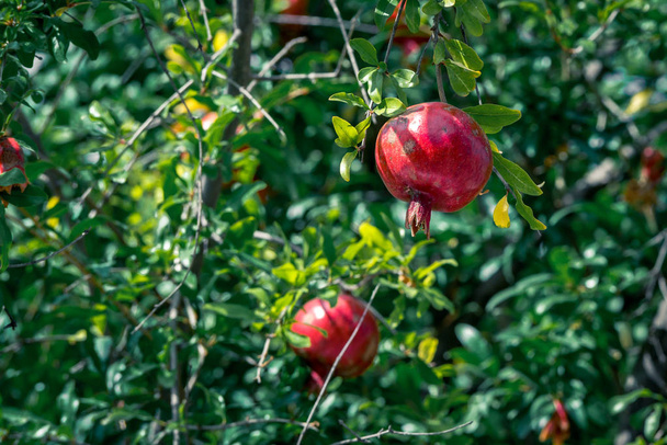 Ripe pomegranate fruit on tree branch, selective focus - Фото, изображение