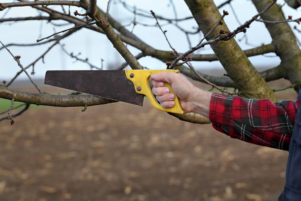 Pruning tree in orchard, closeup of hand and handsaw tool - Фото, зображення