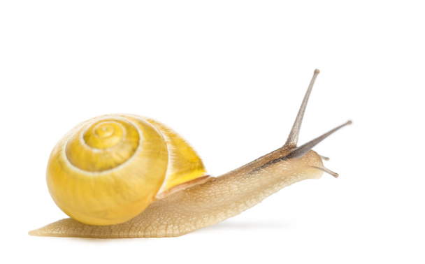 Grove snail or brown-lipped snail without dark bandings, Cepaea nemoralis, in front of white background - Photo, Image
