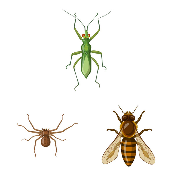 Böcek ve sinek simge vektör Illustration. Web için böcek ve öğe hisse senedi simgesi kümesi. - Vektör, Görsel