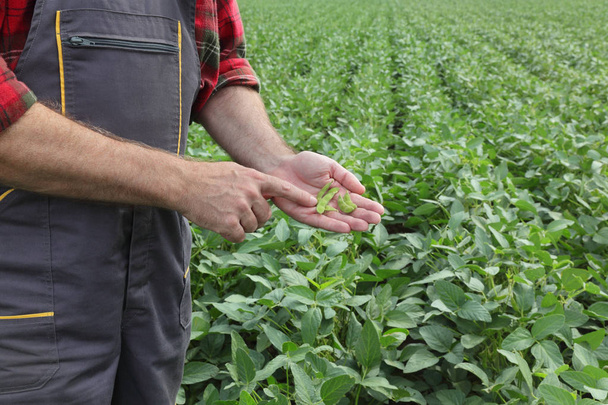 Farmer or agronomist holding in hand green soybean crop and examining it in field - Foto, Bild