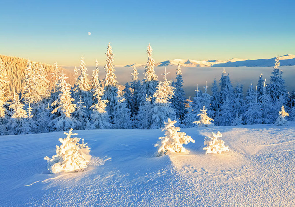 遠く高い山で覆われて白い雪スタンド フィールド間の魔法の雪のいくつかの緑の木々 美しい冬の. - 写真・画像