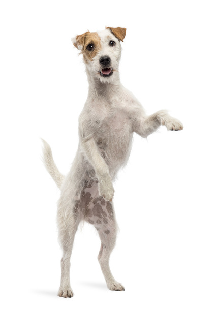 Pastson Russell Terrier steht auf Hinterbeinen gegen weißen Rücken - Foto, Bild