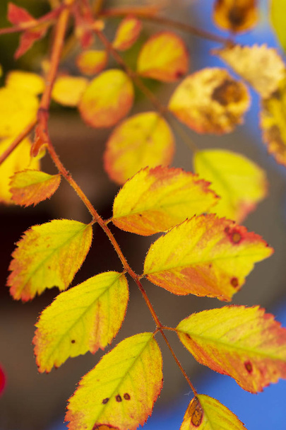 Herbst gelb Blatt Hintergrund - Foto, Bild
