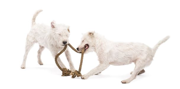 Parson Russell terriers playing with a rope against white background - Фото, изображение
