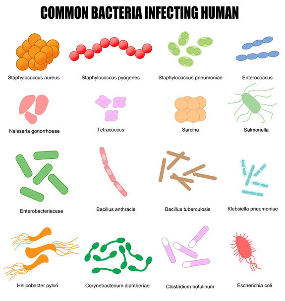 Közös baktériumok megfertőzzék emberi - Vektor, kép