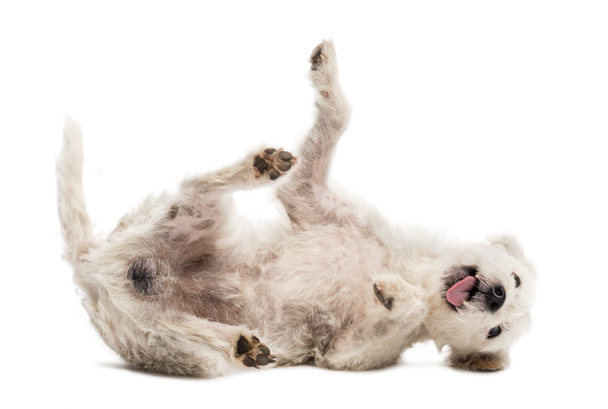 Parson Russell Terrier rolling over against white background against white background - Fotoğraf, Görsel