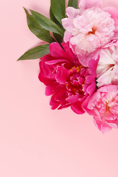 mooie pioenrozen op roze achtergrond, close-up - Foto, afbeelding