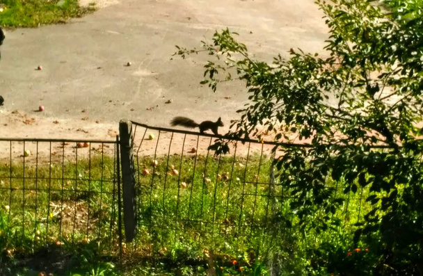 Eichhörnchen auf einem rustikalen Zaun. - Foto, Bild