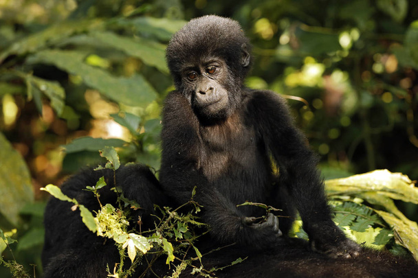Bebé Gorila (Gorilla beringei beringei) Cabalgando Madres Volver. Parque Nacional Impenetrable Bwindi, Uganda
 - Foto, Imagen
