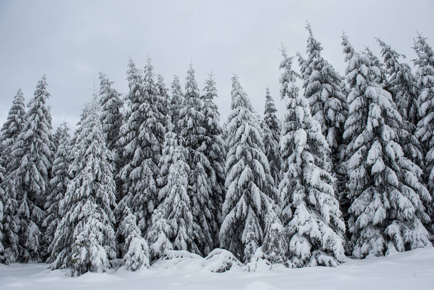 Christmas and New Year background with winter trees in the mountains covered with snow - Foto, Bild
