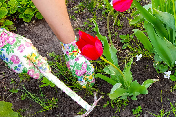 Садовники руками сажают цветы на заднем дворе
 - Фото, изображение