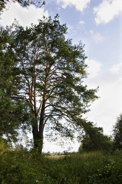 Tree against the sky - Valokuva, kuva