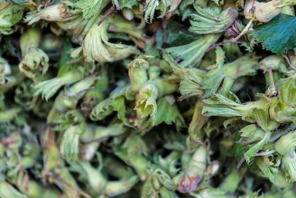 grüne Haselnüsse in der Schale mit Blatt. frische Ernte. von oben Ansicht der Nüsse schließen - Foto, Bild