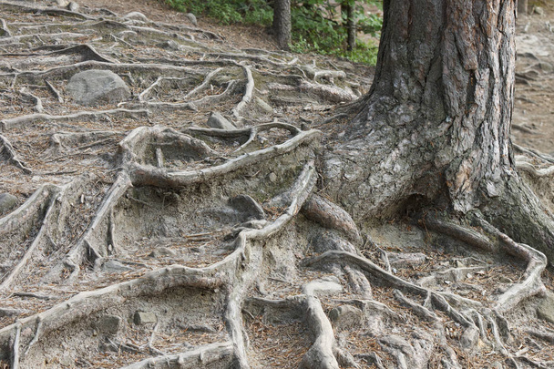 Потужна рельєфна коренева система ялини на гірському схилі
. - Фото, зображення