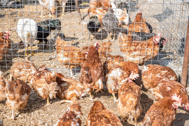 Grupo de gallinas de pollo están a la venta enjaulados dentro de una cerca de alambre, Estambul, Turquía
 - Foto, Imagen