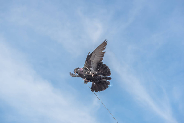 eine einzige Taube, die über einen blauen, sauberen Hintergrund fliegt und ihren Fuß mit Seil umschnallt..  - Foto, Bild