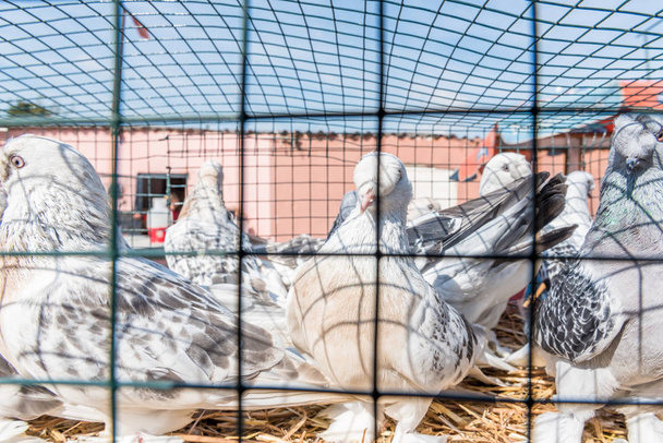 Żywe gołębie trzymane w klatkach i wystawione na sprzedaż gołębi bazaru w Stambule, Turcja - Zdjęcie, obraz