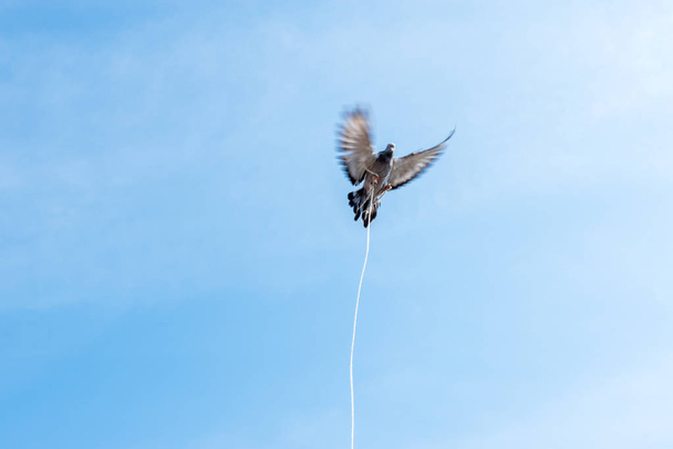 one single pigeon flying over blue clean background with its foot strapped with rope.concept of no freedom.  - Photo, Image