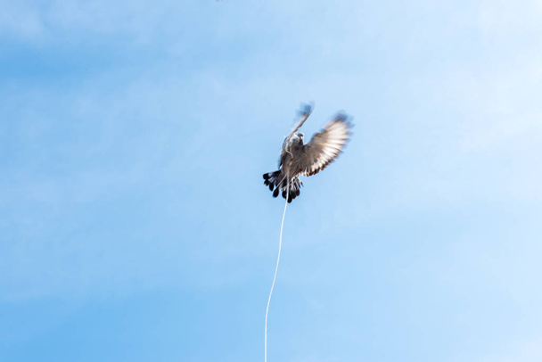 eine einzige Taube, die über einen blauen, sauberen Hintergrund fliegt und ihren Fuß mit Seil umschnallt..  - Foto, Bild