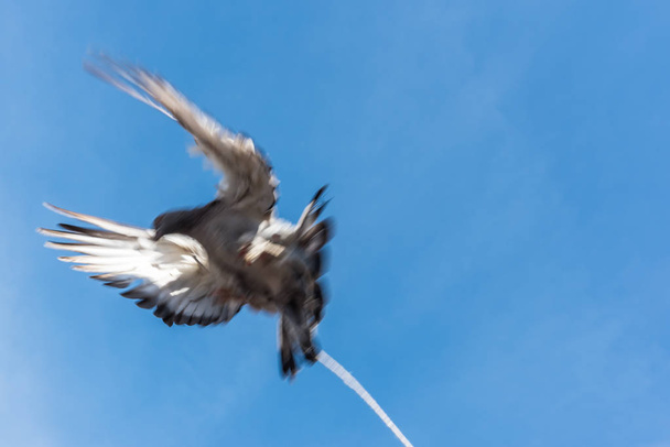 una sola paloma volando sobre fondo azul limpio con su pie atado con cuerda. Concepto de no libertad
.  - Foto, imagen