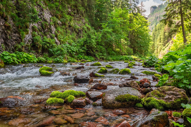 Wonderful small stream in Koscieliska valley in summer - Zdjęcie, obraz