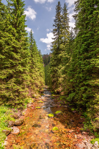 Wonderful stream in Koscieliska valley in Poland, Tatras - Foto, Imagem