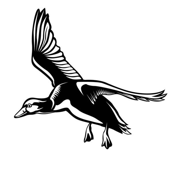 Vector illustration of flying wild duck isolated on white background. For hunting emblem or logo. - Vector, Image