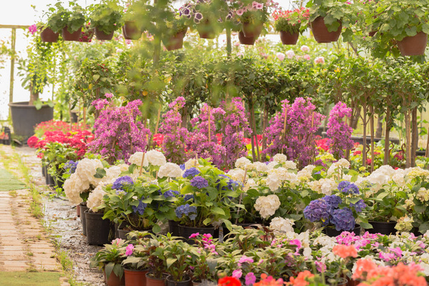 Diferentes tipos de flores y plantas en macetas, bolsas de plástico o cofres en un jardín botánico en invernadero
. - Foto, Imagen