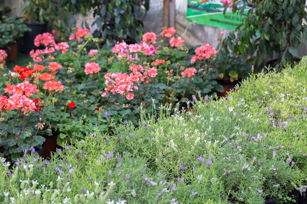 別の種類の鍋、ビニール袋または温室植物園で胸の花そして植物. - 写真・画像
