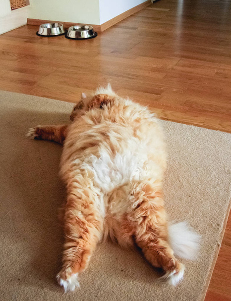 腫れぼったい猫リラックス - 写真・画像