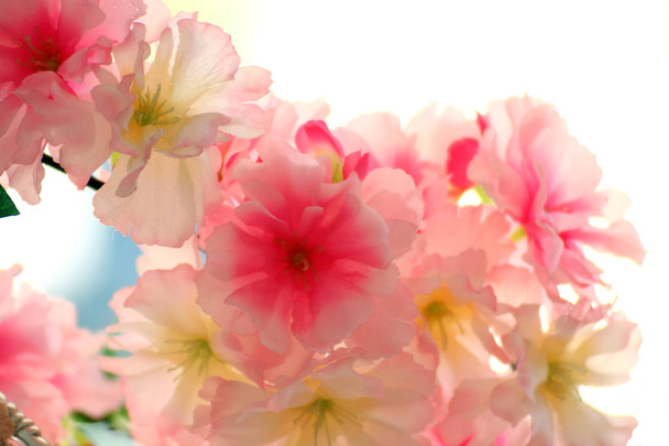 Plastic roze bloemen achtergrond, Blurred zacht roze bloem kunststof voor achtergrond, foto Valentine zoete kleur of Sakura roze bloem japan achtergrond - Foto, afbeelding