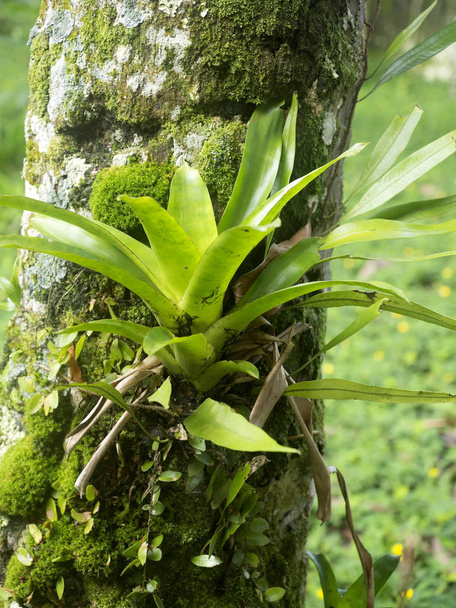 木、ヤスニ生物、エクアドルの Bromelia - 写真・画像