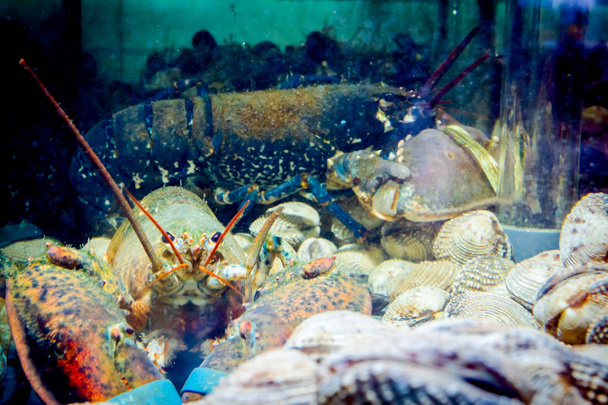 Élő egzotikus és drága rák kötött karmokkal a halom kagyló az akváriumban, tartály a hagyományos tenger gyümölcsei étterem eladó. - Fotó, kép