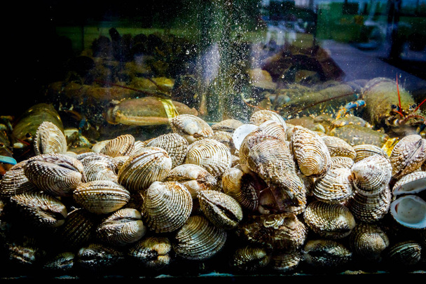 Élő kagylók az akváriumban, tartály a hagyományos tenger gyümölcsei étterem eladó, tengeri kagylók. - Fotó, kép