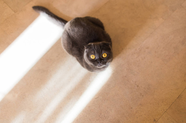 Skót szeres macska a padlón ül otthon, felülnézet - Fotó, kép