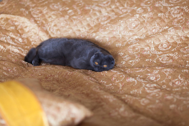 Шотландський складіть кішка, сидячи на ліжку в домашніх умовах - Фото, зображення