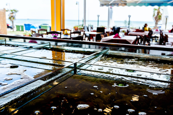Les animaux de mer vivants sont dans un aquarium divisé, réservoir au restaurant traditionnel de fruits de mer à vendre, coquillages
. - Photo, image