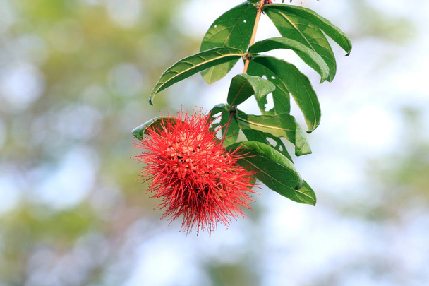 Combretum Constrictum (Latin name), Finger Lies flower, Exotic Spiky Red Flower, Powderpuff combretum flower - Photo, Image