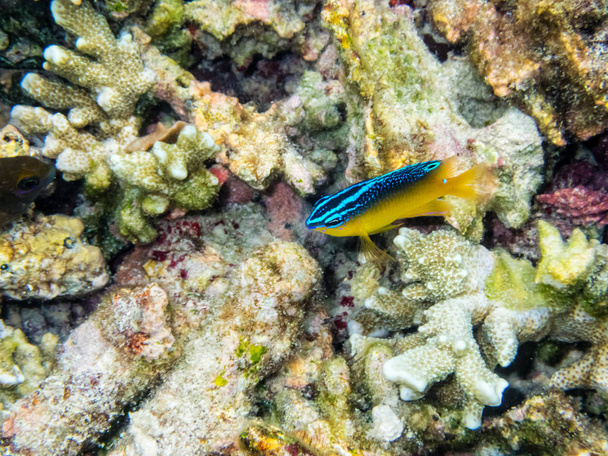 Víz alatti képek rendszerbesorolás aranybagoly vagy kakaó osztályába egy gyönyörű kék és sárga kis tengeri hal úszás felett a korallzátonyok: Koh Nang Yuan-sziget, Thaiföld - Fotó, kép