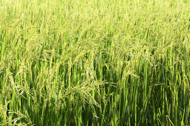 Planta de arroz desfocada verde para fundo, Fundo de plantação de arroz
 - Foto, Imagem