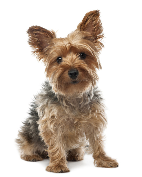 Yorkshire Terrier, 2.5 years old, sitting and looking at camera against white background - Photo, Image