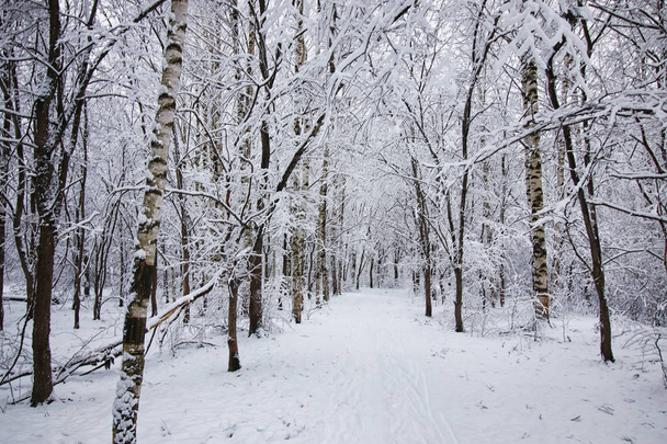 Inverno floresta coberta de neve
 - Foto, Imagem