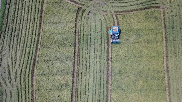 Рисовая ферма в сезон сбора урожая фермером с комбайнами и трактором на рисовых плантациях. фото дрона с высоты птичьего полета в сельской местности Таиланда
. - Фото, изображение