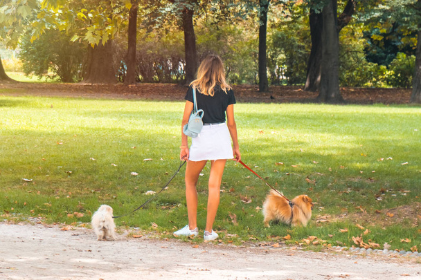 公園に 2 つの小型犬と美しい若い女性. - 写真・画像