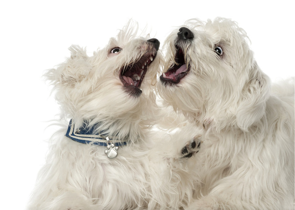 Dos perros malteses, de 2 años, juegan luchando contra el fondo blanco
 - Foto, Imagen