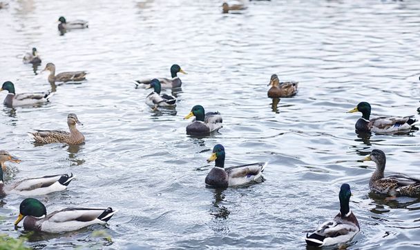 Birds on the pond. A flock of ducks and pigeons by the water. Mi - Zdjęcie, obraz