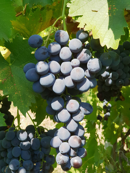 Modré hrozny na vinici. Close-up shot z hroznů clusteru v slunci. - Fotografie, Obrázek